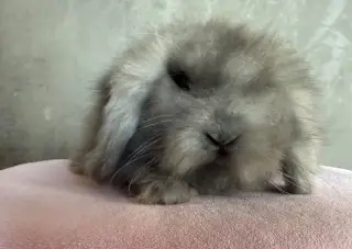 Teddy baran