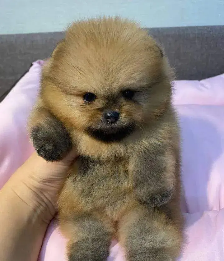 Pomeranian