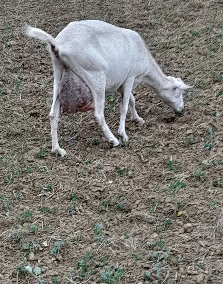 Dojnu kozu
