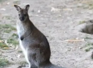 Kengura wallaby