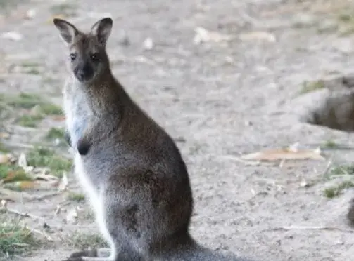 Kengura wallaby