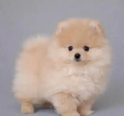 Hľadám 2 sučky Pomeranian / trpasličí špic s PP