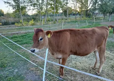 Jersey jalovica A2A2