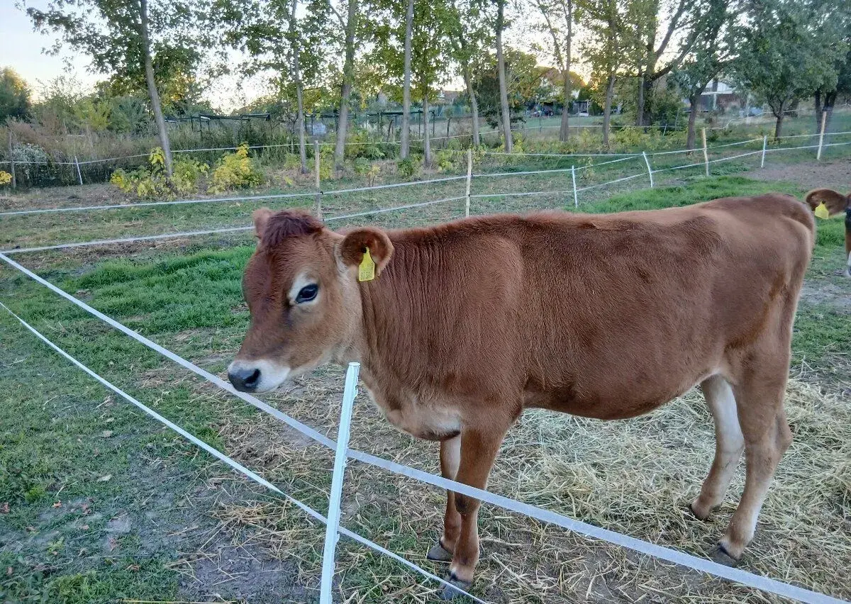 Jersey jalovica A2A2