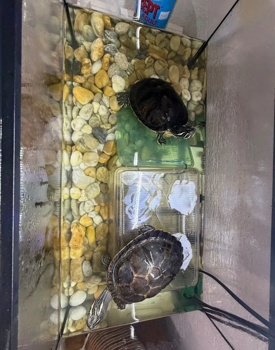 DARUJEM KORYTNAČKY 🐢