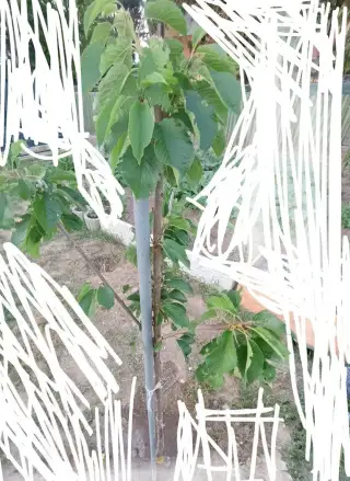 Čerešňa Kordia