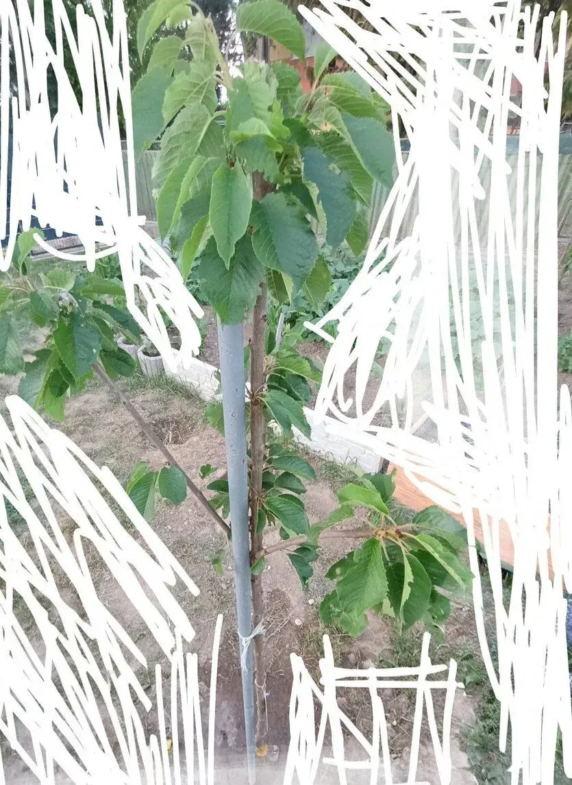 Čerešňa Kordia