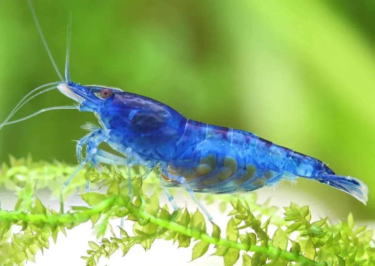 Krevetky Neocaridina Davidi Blue Dream