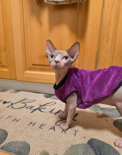 Kanadský sphynx bez PP