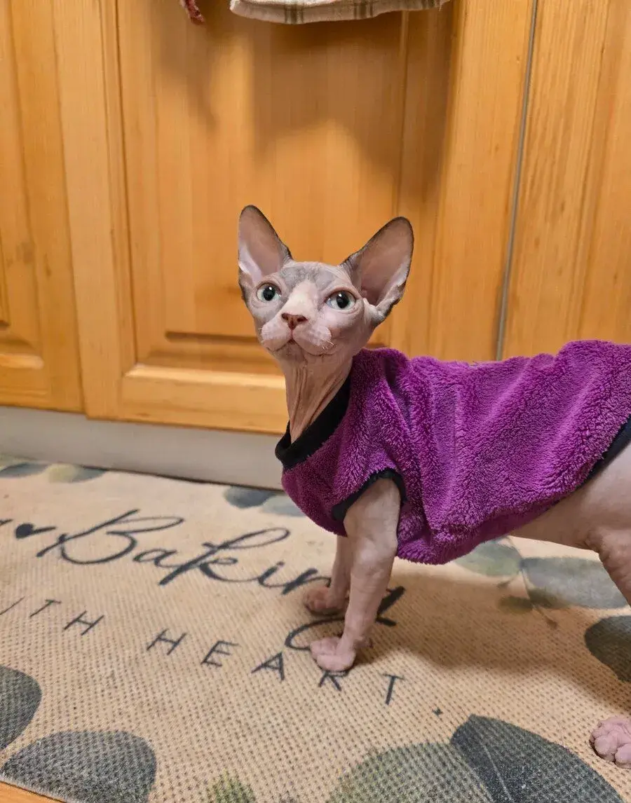 Kanadský sphynx bez PP