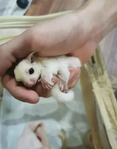 Vakoveverička sugar glider