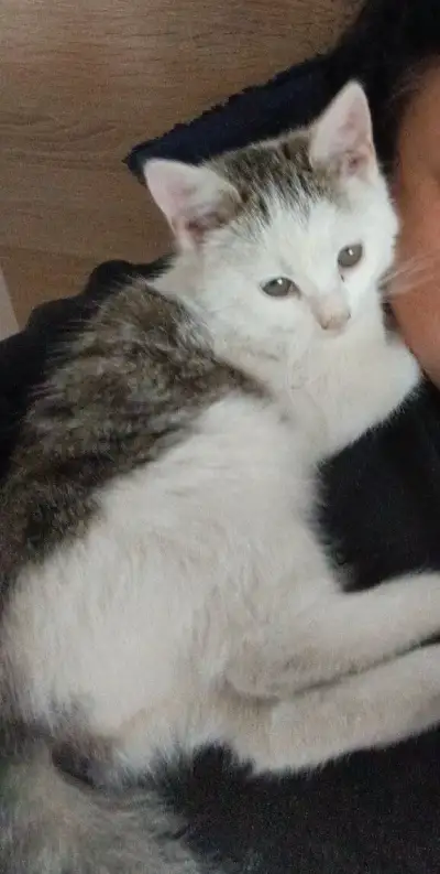 Mačiatko
