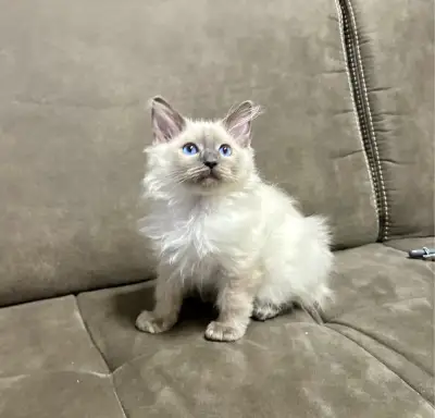 Ragdoll