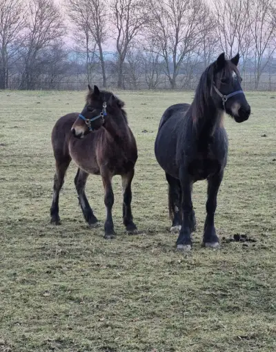 Welsh Cob kobyla
