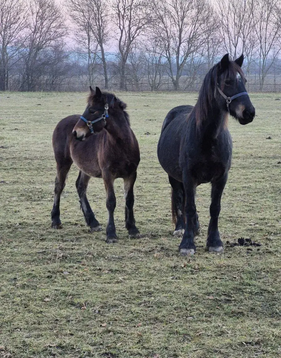 Welsh Cob kobyla