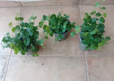 Ficus Pumila zelený 1ks/3,90€+packeta