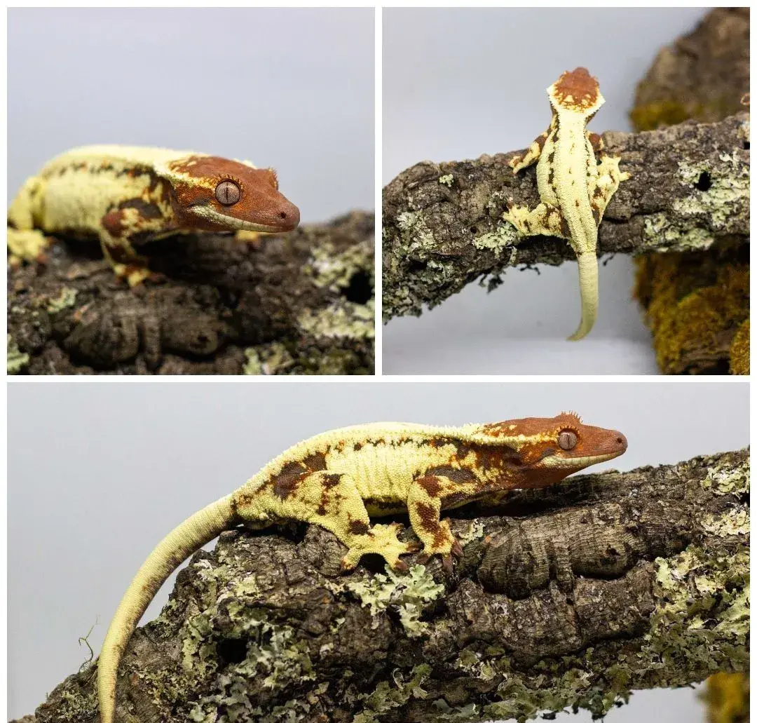 Pagekóny (Correlophus ciliatus) + tera doplnky GeckoSVK