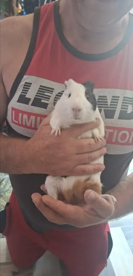 Domáce zvierata vlastný odchov