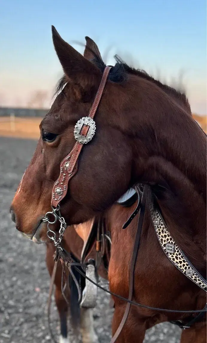 QH kobyla