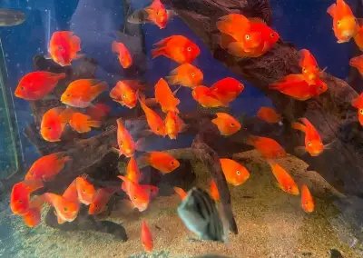 Red parrot grade A China import