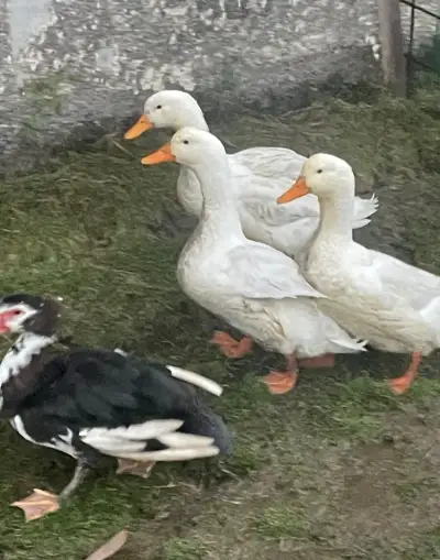 Kačky