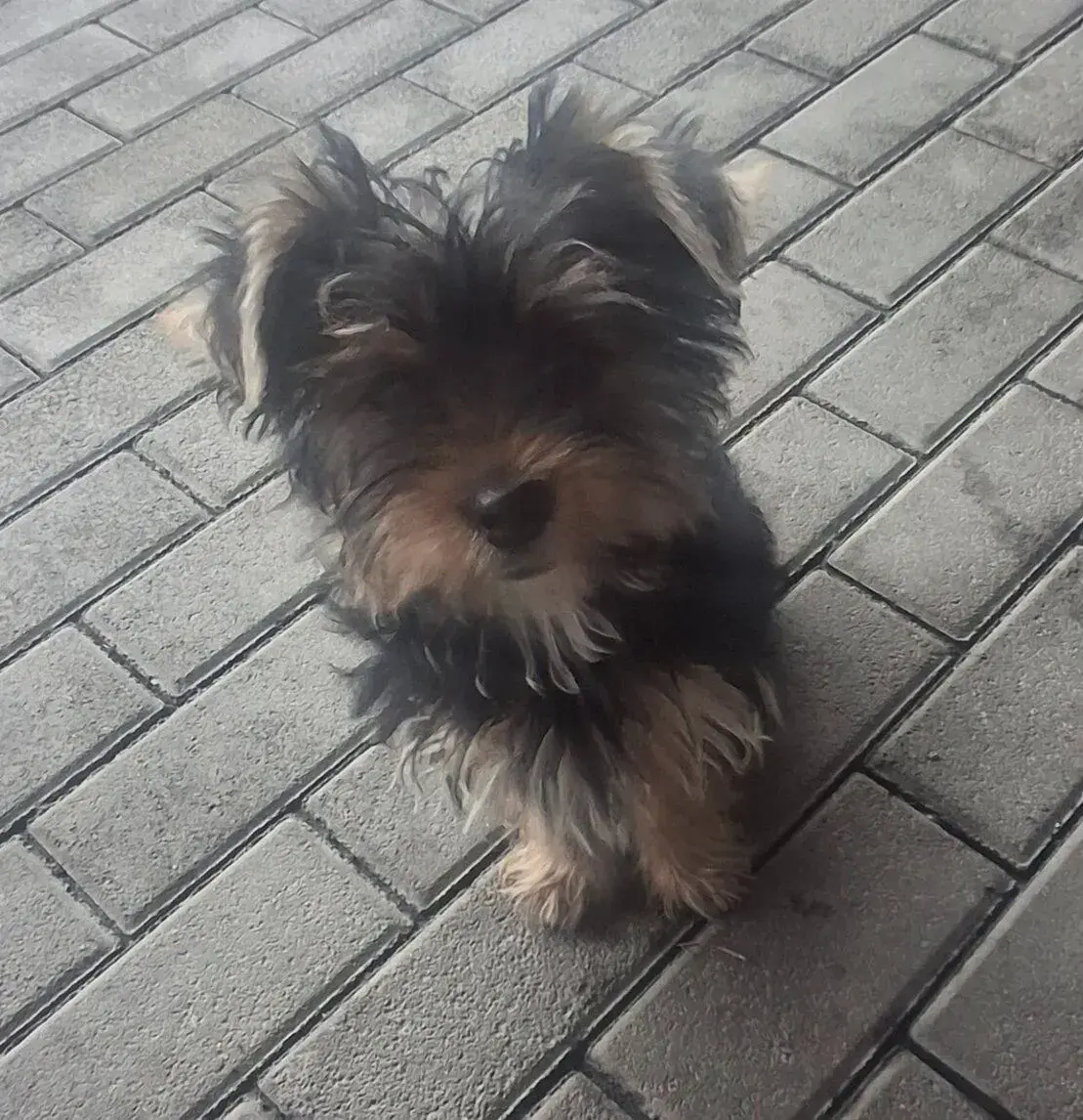 York fenka Ajla