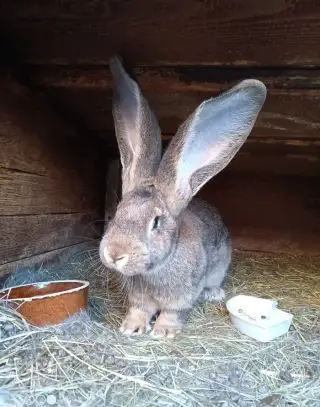 5 mesačná samica BO