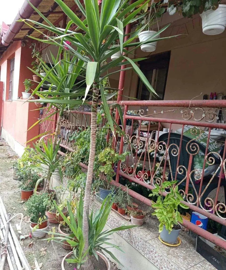 Palmu Yucca.