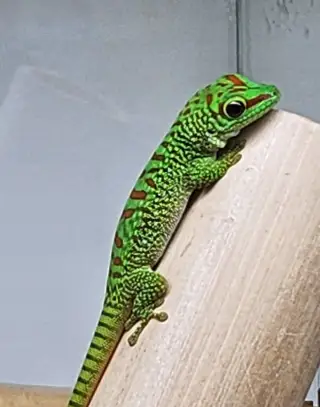 Phelsuma grandis HR