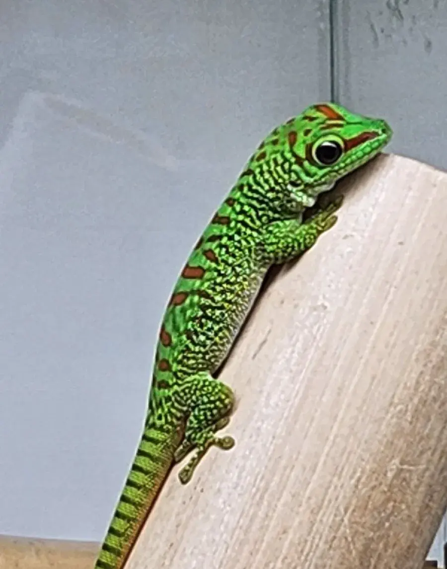 Phelsuma grandis HR