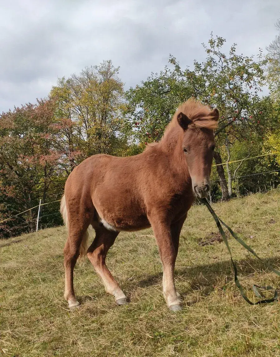 Žrebček pony