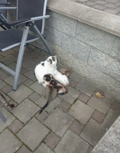 Darujem pekné mačičky