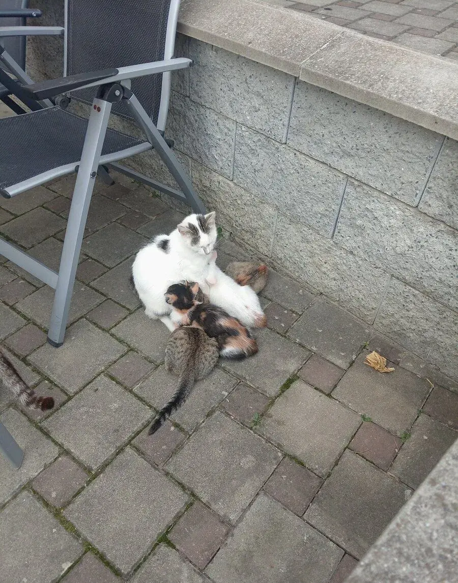 Darujem pekné mačičky