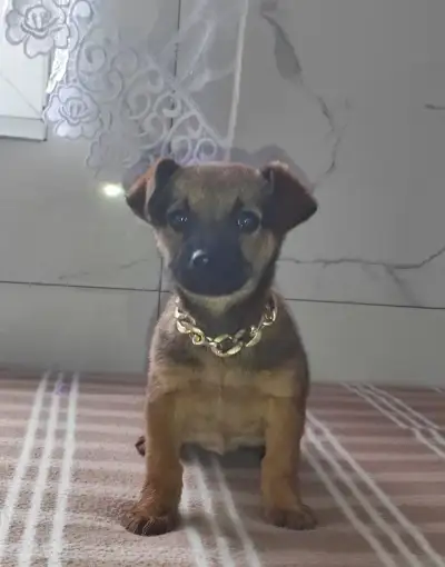 Na predaj fenku jasevčik