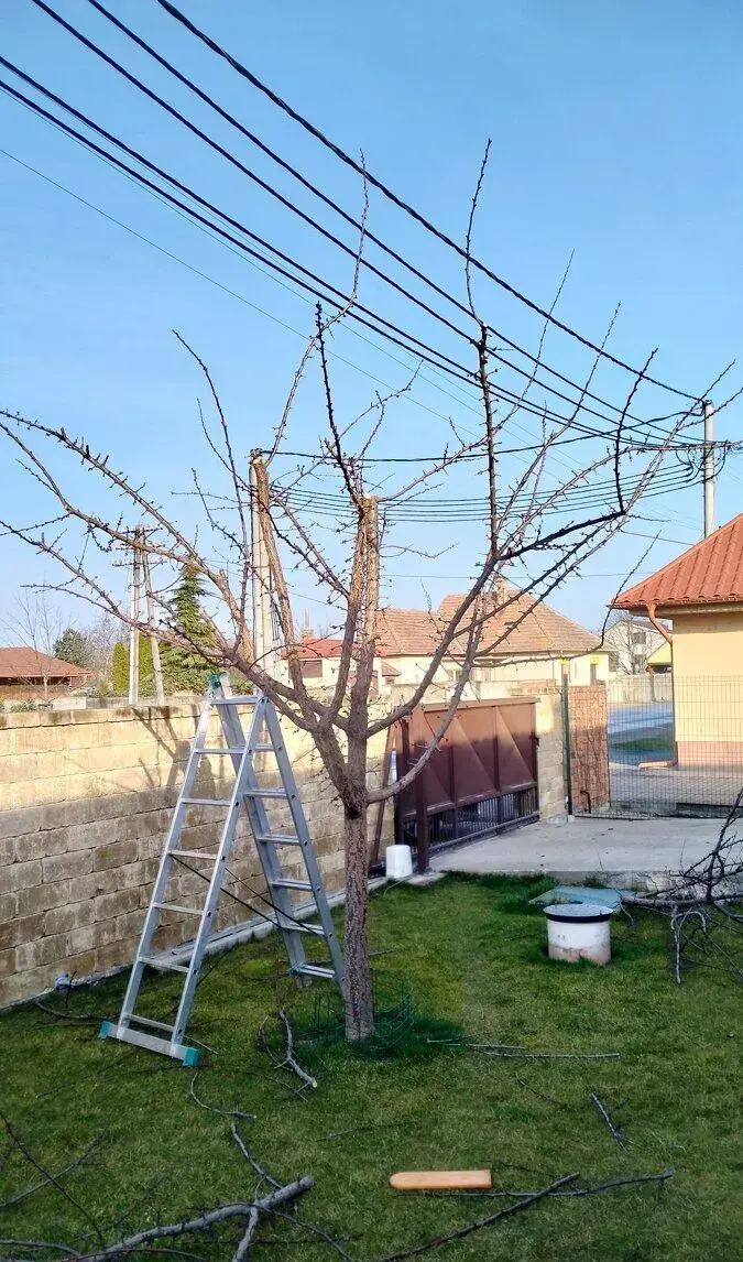 Strihanie ovocných a okrasných drevín