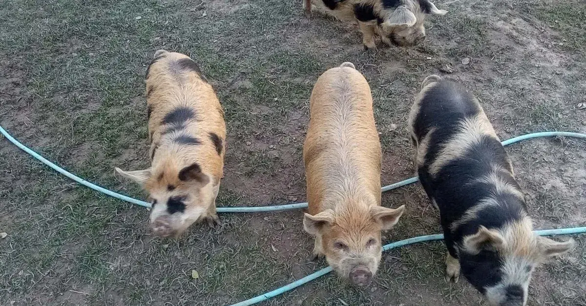 Prasiatka Kune Kune