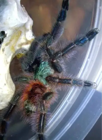 Caribena Versicolor, samica 7zv.