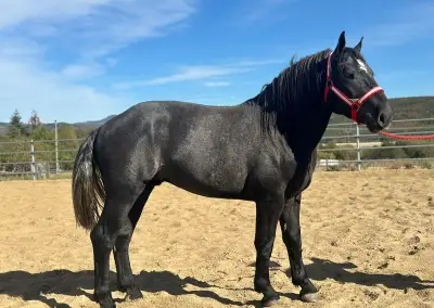 Žrebca - Percheron