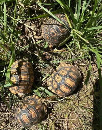 Korytnačka leopardia korytnačka (Geochelone pardalis)