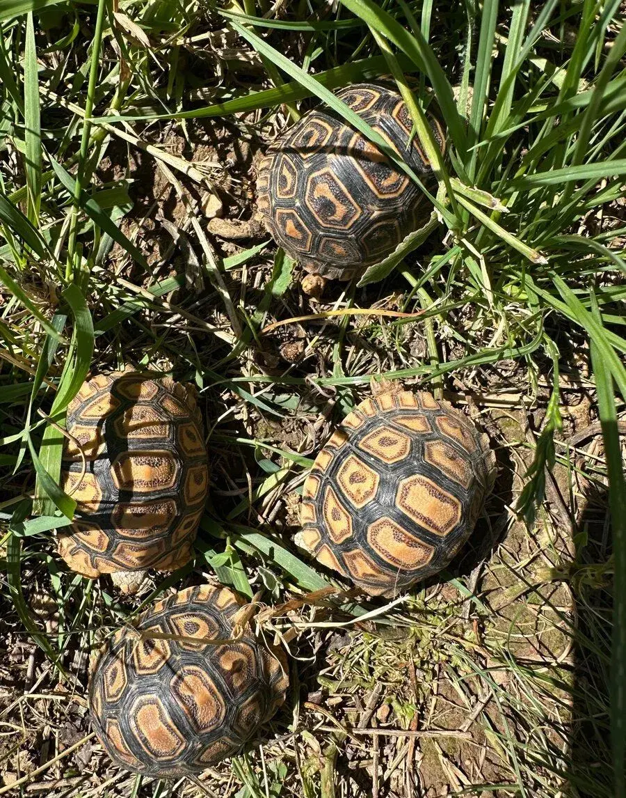 Korytnačka leopardia korytnačka (Geochelone pardalis)