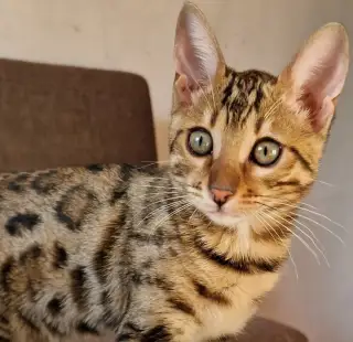 Bengalska mačička