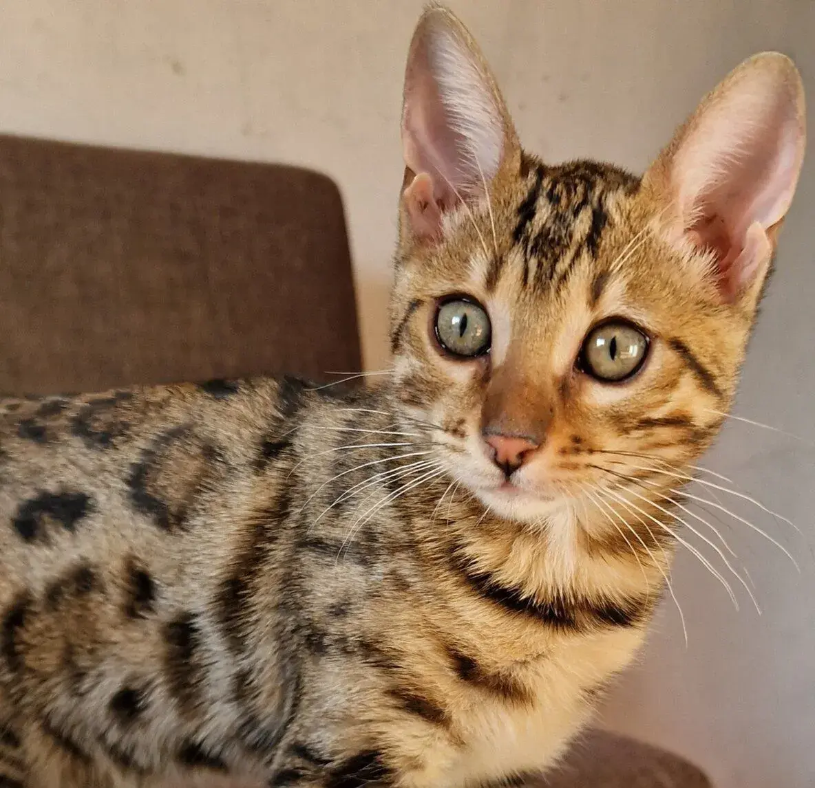 Bengalska mačička
