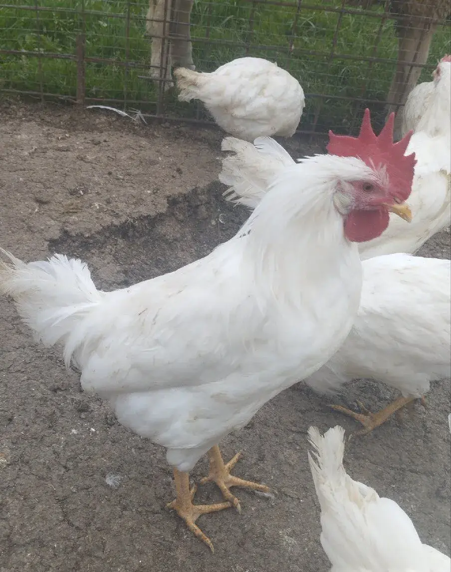 Kohuty leghorn biele
