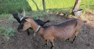 2 kusy, jedna je kotná.