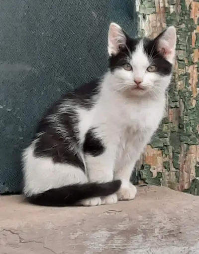 Darujem
