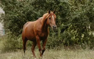 Appaloosa kobyla