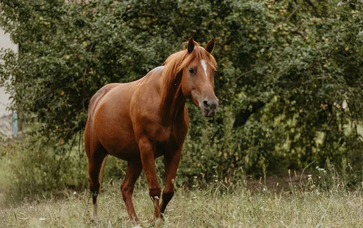 Appaloosa kobyla
