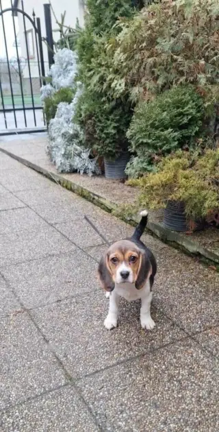 Beagle, Bígel, Bígl