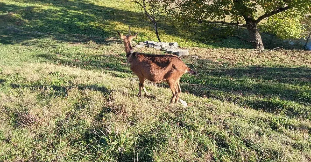 , je kotná