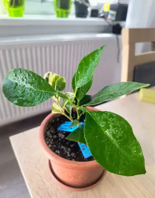 Citrusový stromček-záhradu limetka -pomarančovnik